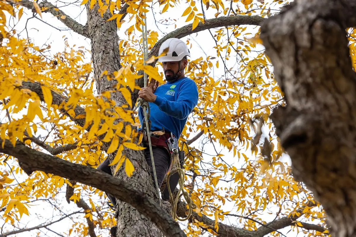 Skilled Tree Trimming crew working in Emigrant