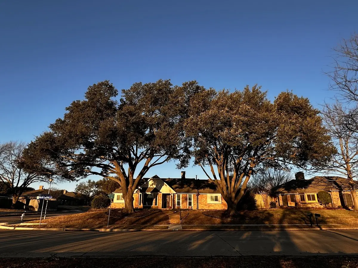 Established residential canopy tree shading a home in Emigrant